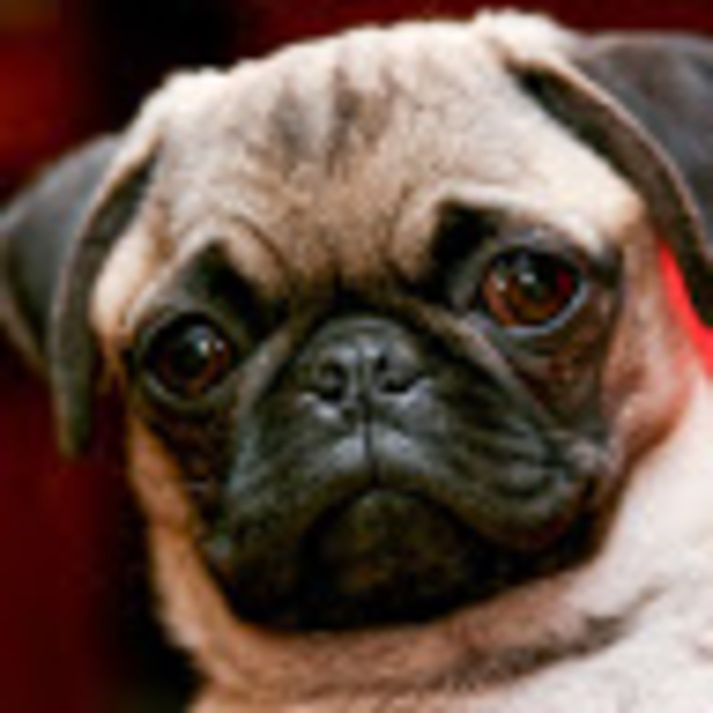 Meet your Posher, Roberto